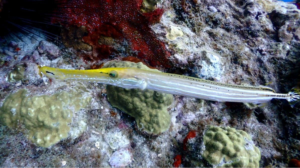 trumpetfish trombitahal